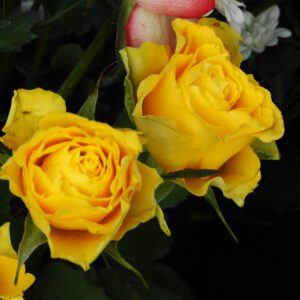 Żółte róże