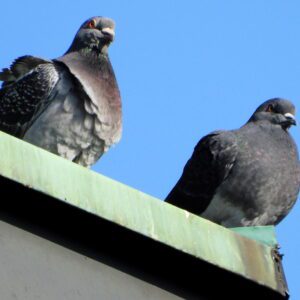 Gołębie na dachu