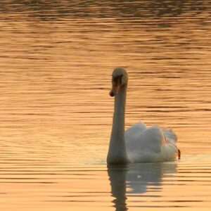 Łabędź o wschodzie słońca