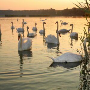 Łabędzie o wschodzie słońca