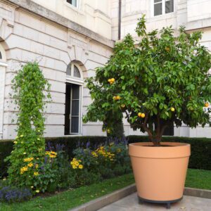 Drzewo pomarańczowe