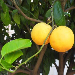 Pomarańcze na drzewie