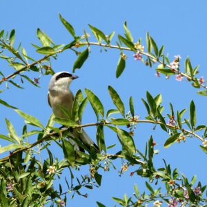 Gąsiorek na gałązce