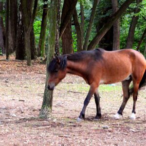 Koń w lesie
