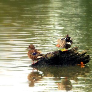 Kaczki krzyżówki na wodzie