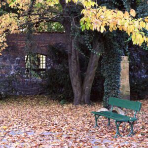 Park w odcieniach jesieni