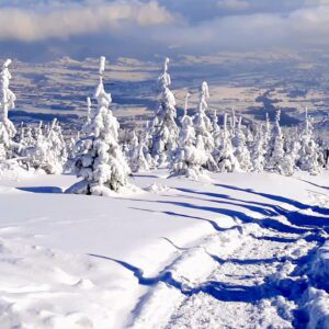 ośnieżone choinki