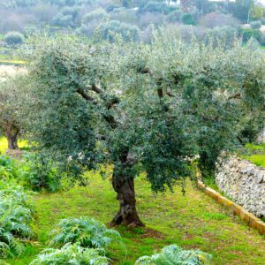 Drzewo oliwne