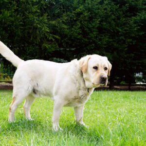 Labrador biszkoptowy