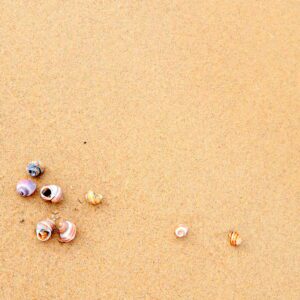 Muszle na piasku