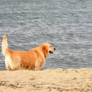 Pies nad morzem