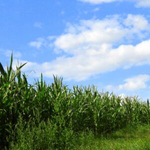 Pole kukurydzy