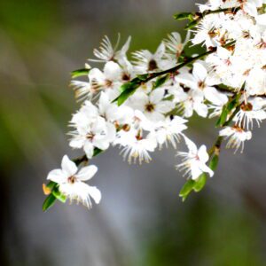 Kwiat kwitnącej jabłoni