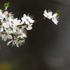 Kwiaty kwitnącej jabłoni