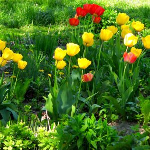 Tulipany ogrodowe