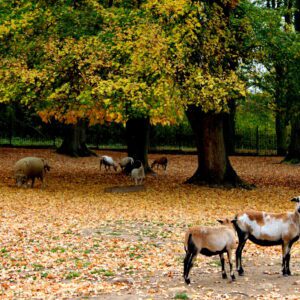 owce w parku