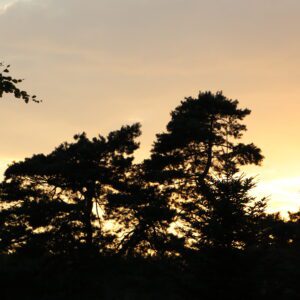 drzewa o zachodzie słońca