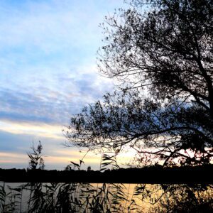 Łężczok wieczorową porą