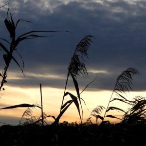 Przyroda wieczorową porą
