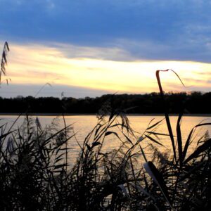 Łężczok wieczorową porą