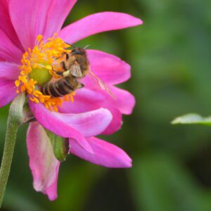 Zawilec japoński i pszczoła