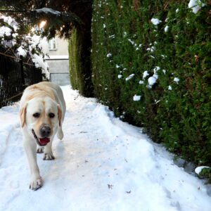 Labrador zimową porą