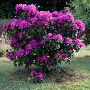 rododendron