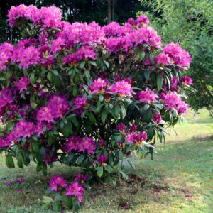 rododendron