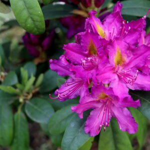 rododendron