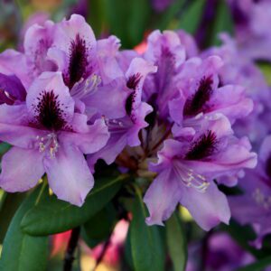 rododendron