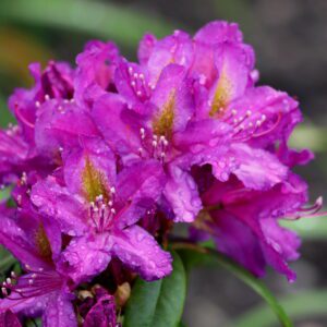 rododendron