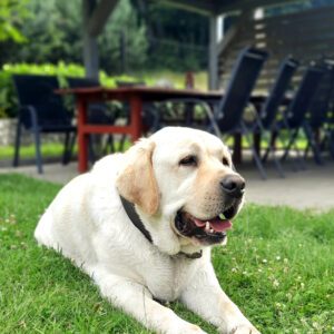 Odpoczywający labrador