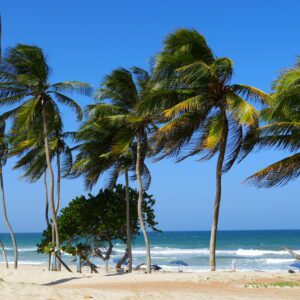 Palmy na plaży