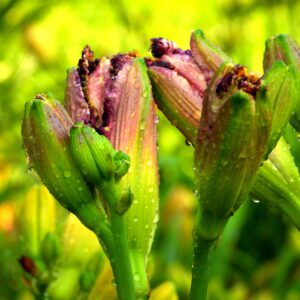 Skąpane deszczem pąki liliowców