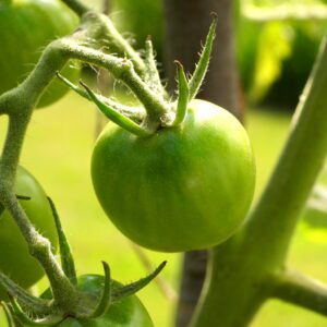 Zielony pomidor