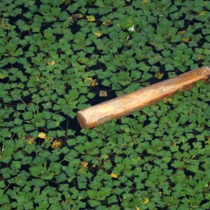 kotewka orzech wodny