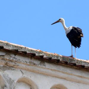 Bocian na dachu