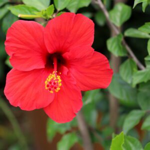 hibiscus