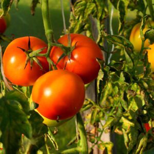 Gałązki pomidorów