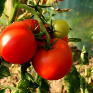 Gałązka pomidorów