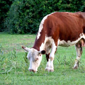 Krowa brązowo-biała