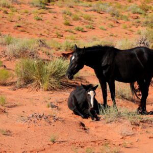 Konie w Dolinie Monumentów