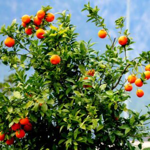 Drzewo pomarańczowe