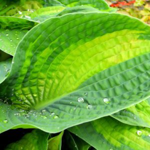 Liść i krople deszczu