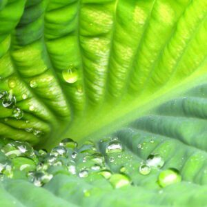 Liść i krople deszczu